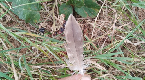 Plume de Faucon pèlerin