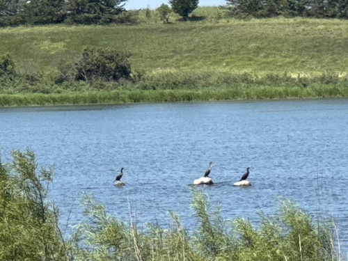 Double-crested Cormorant