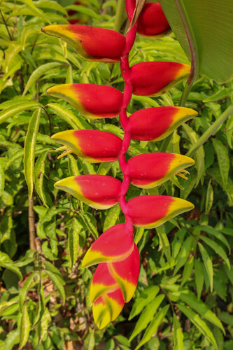 Heliconia rostrata