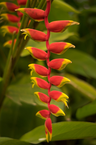 Heliconia rostrata