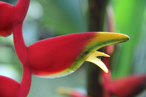 Heliconia rostrata