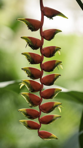 Heliconia rostrata