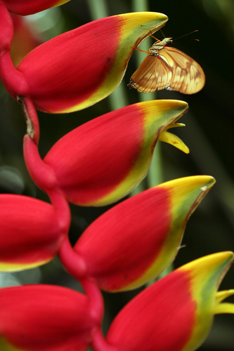 Heliconia rostrata
