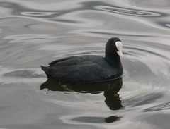 Fulica atra
