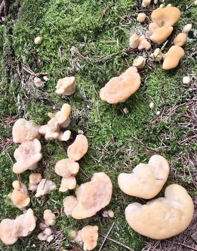 Climacocystis borealis