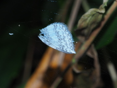 Leucodrepana serratilinea