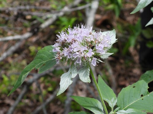Pycnanthemum pycnanthemoides, photograph 1