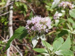 Pycnanthemum pycnanthemoides