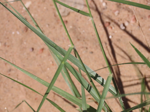 Mesa Dropseed