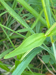 Penstemon confertus, photograph (c) scottj800, some rights reserved (CC BY)