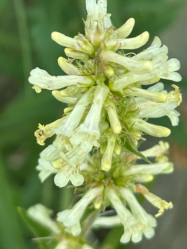 Penstemon confertus, photograph 5