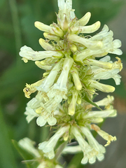 Penstemon confertus, photograph (c) scottj800, some rights reserved (CC BY)