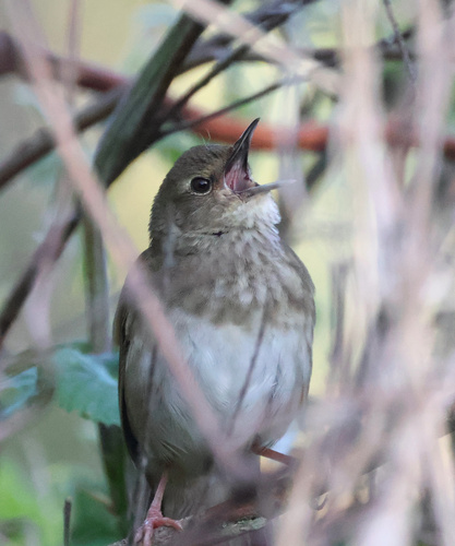 iNaturalist image
