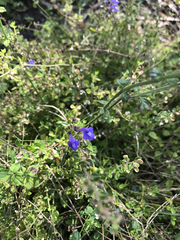 Scutellaria havanensis