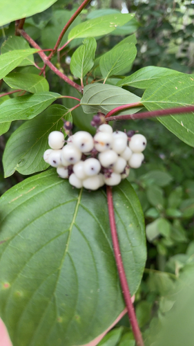 red osier dogwood
