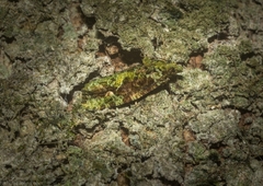 Sorolopha delochlora