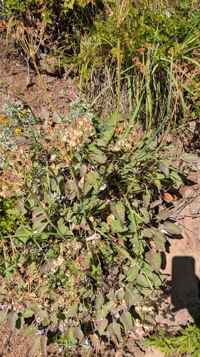 Eriogonum compositum, photograph 5
