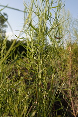 Baccharis neglecta, photograph (c) John Thomlinson, some rights reserved (CC BY)