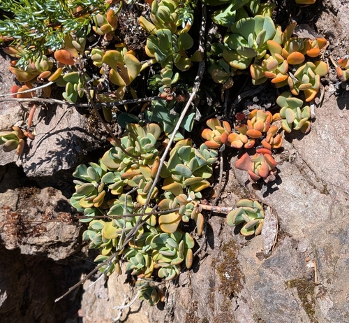 Sedum oregonense, photograph 2