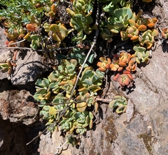 (c) Brodie Cass Talbott, some rights reserved (CC BY) Sedum oregonense, photograph (c) Brodie Cass Talbott, some rights reserved (CC BY)
