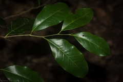 Casearia multinervosa