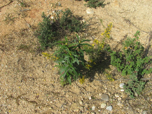 Cistus ladanifer