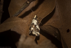 Philenora chionastis