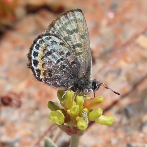 iNaturalist observation photo of Glaucon Blue