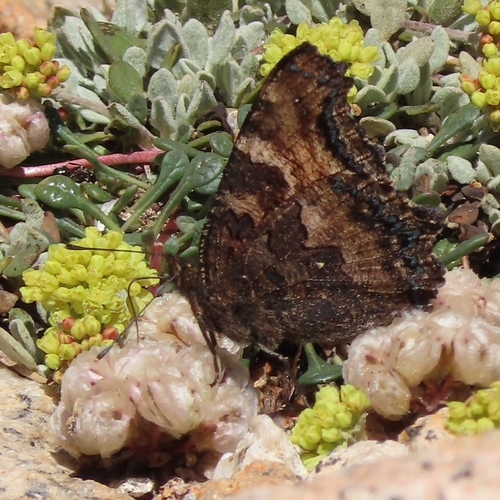 iNaturalist observation photo of California Tortoiseshell