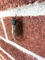 Magicicada septendecim