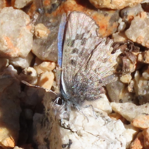 iNaturalist observation photo of Typical Blues
