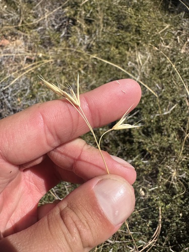 Danthonia californica observed 2026-07-29