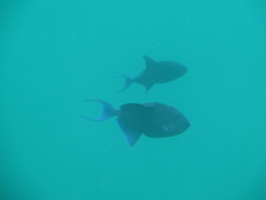Odonus niger