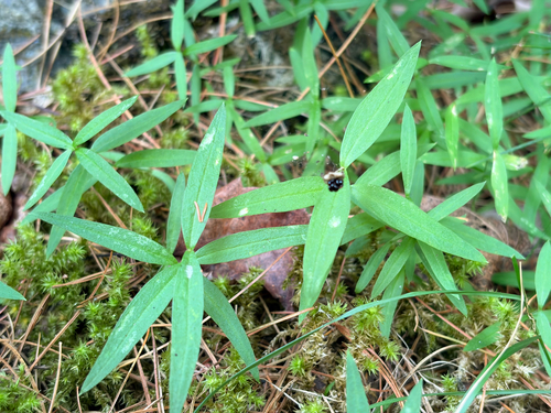 Moehringia macrophylla, 2026-07-26