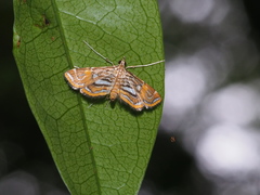 Paracymoriza cataclystalis