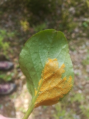 Rossmanomyces pyrolae