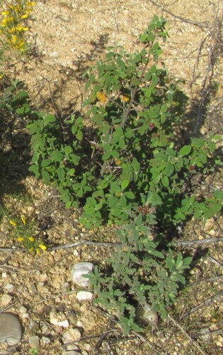 Cistus salviifolius