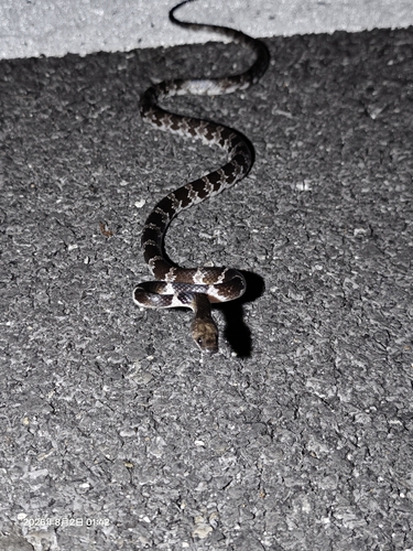 Formosa Wolf Snake