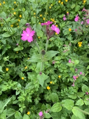Silene dioica