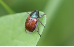 Phyllopertha horticola