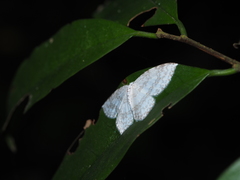Leucodrepana serratilinea