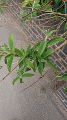 Buddleja davidii