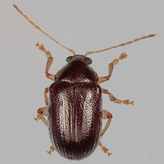 Rhabdopterus
