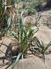 Leymus mollis mollis