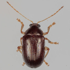 Rhabdopterus
