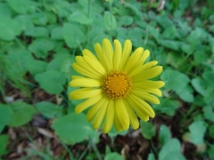 Doronicum pardalianches