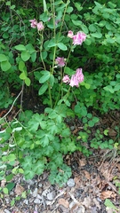 Aquilegia vulgaris