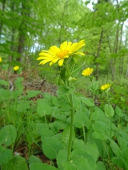 Doronicum pardalianches