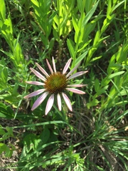 Echinacea angustifolia