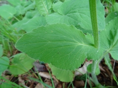 Doronicum pardalianches
